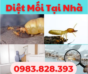Dịch Vụ Diệt Mối tại Nhà - Báo Giá Dịch Vụ